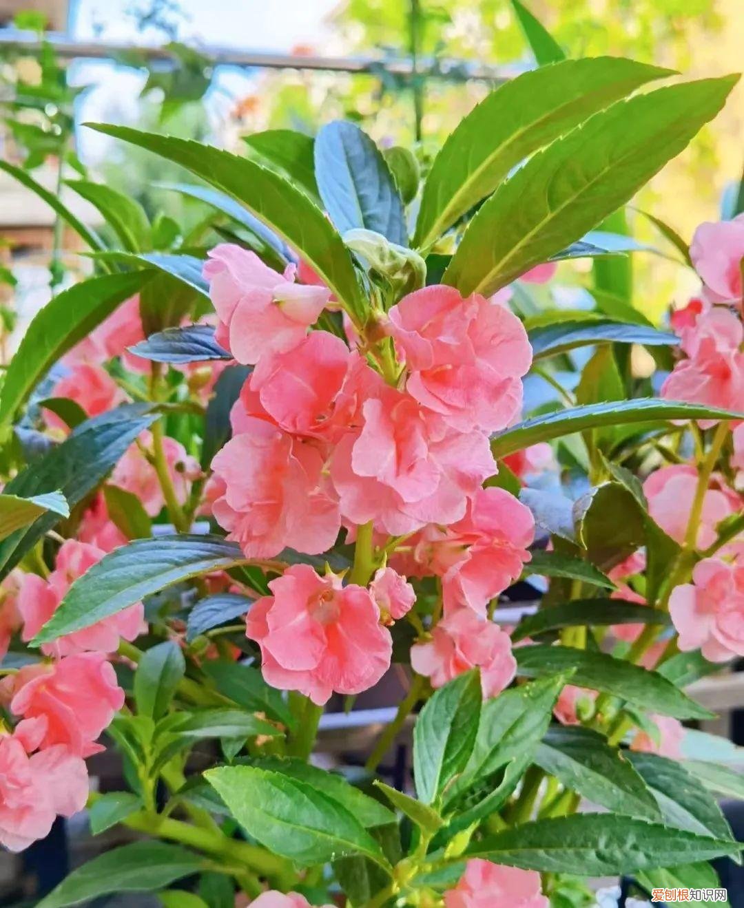 一年四季各季开什么花最好，一年四季该种什么花？超齐全的播种时间表，一篇讲清楚