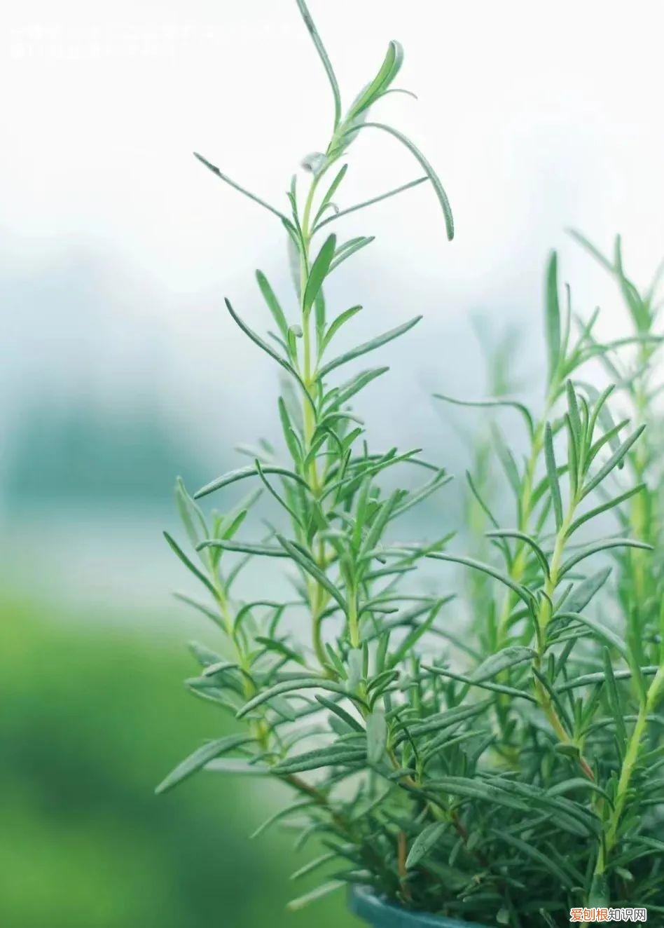 一年四季各季开什么花最好，一年四季该种什么花？超齐全的播种时间表，一篇讲清楚
