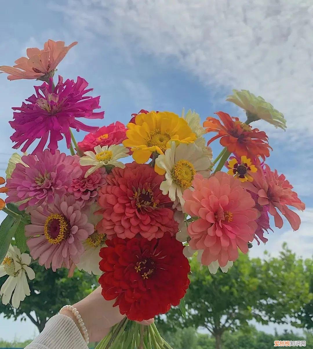 一年四季各季开什么花最好，一年四季该种什么花？超齐全的播种时间表，一篇讲清楚