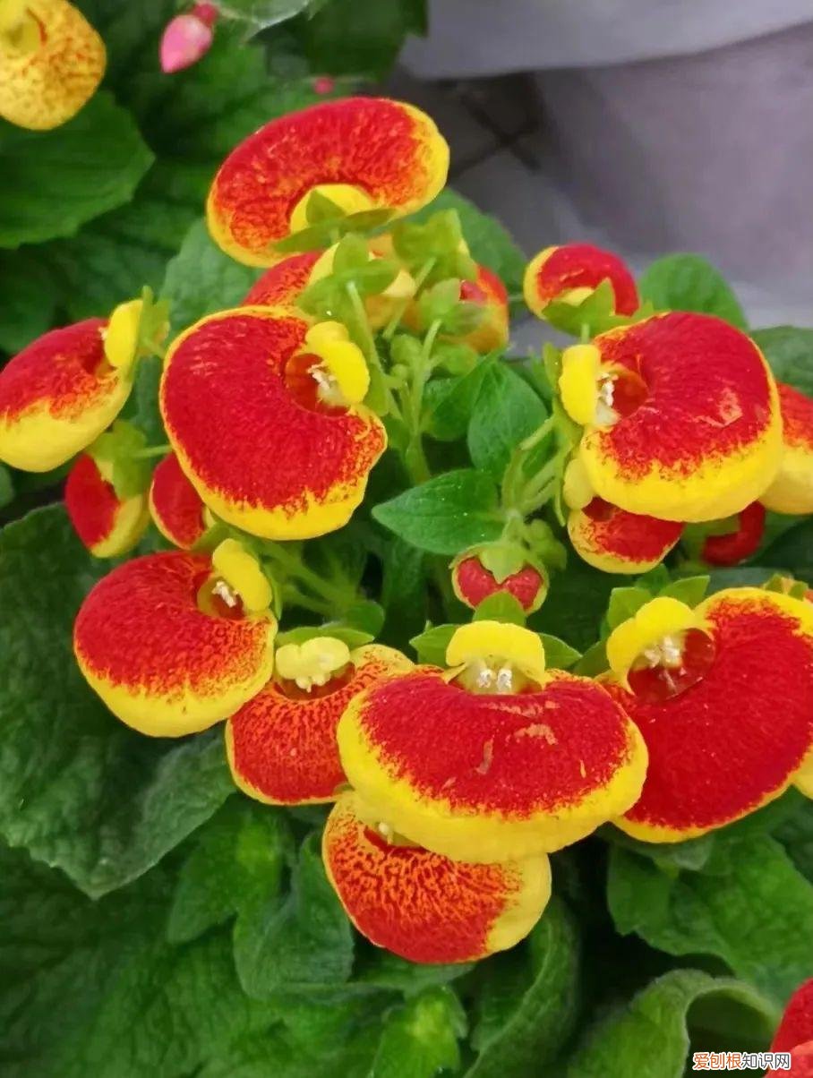 一年四季各季开什么花最好，一年四季该种什么花？超齐全的播种时间表，一篇讲清楚