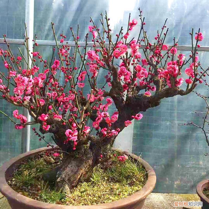 家里种什么花旺财，6种“吉利花”，养大能旺家，自古“有钱人家”都养它