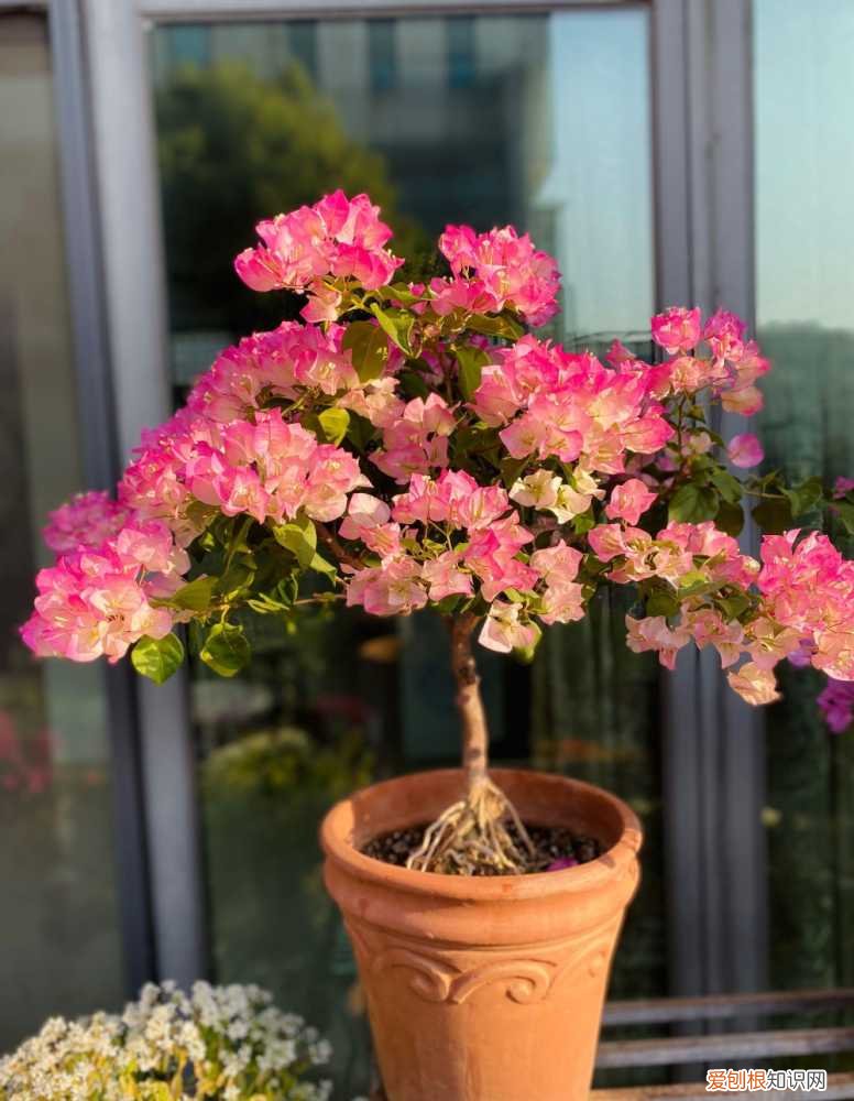 家里种什么花旺财，6种“吉利花”，养大能旺家，自古“有钱人家”都养它