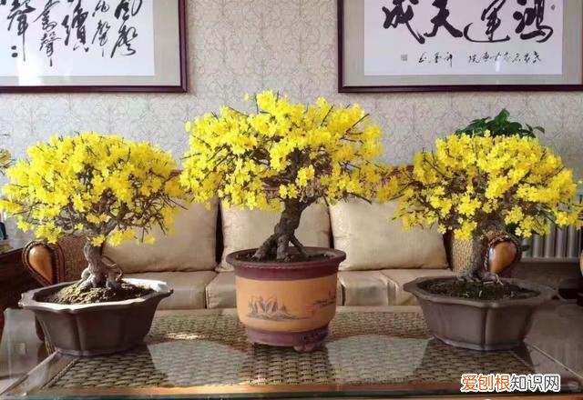 家里种什么花旺财，6种“吉利花”，养大能旺家，自古“有钱人家”都养它