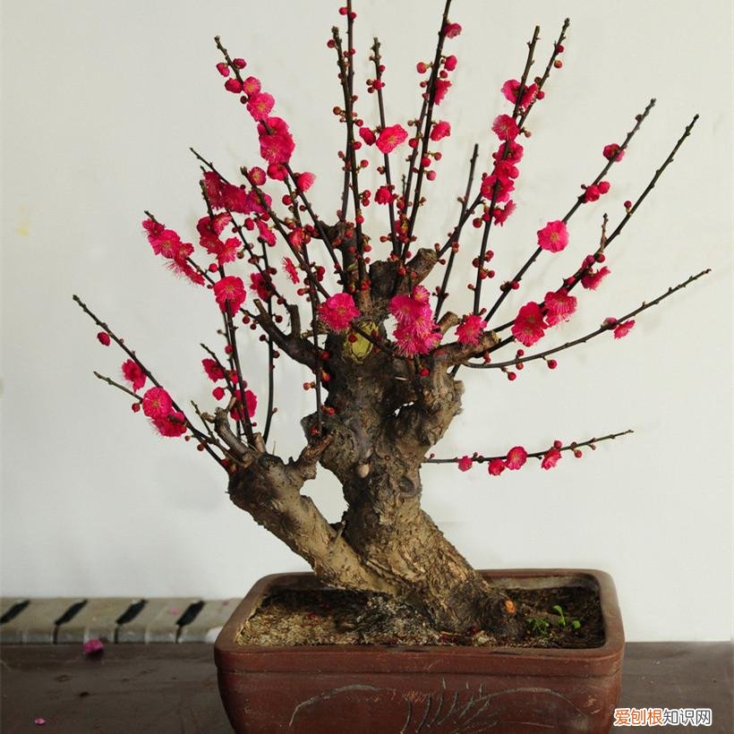 家里种什么花旺财，6种“吉利花”，养大能旺家，自古“有钱人家”都养它