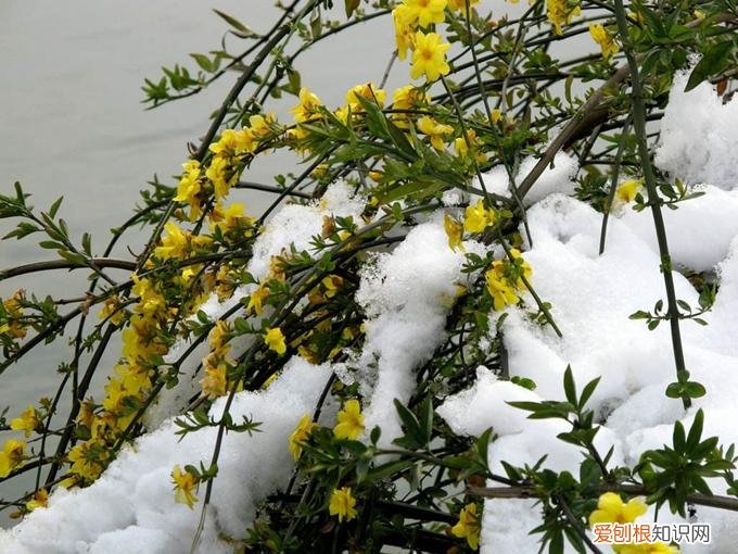 家里种什么花旺财，6种“吉利花”，养大能旺家，自古“有钱人家”都养它