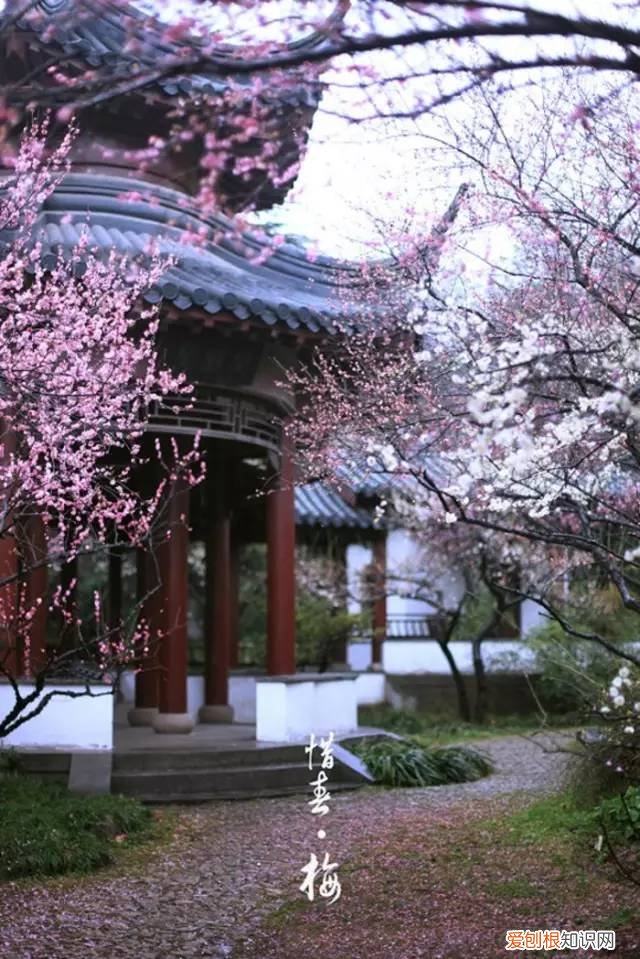家里种什么花旺财，6种“吉利花”，养大能旺家，自古“有钱人家”都养它