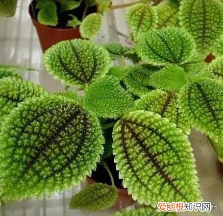 盆栽花卉养护，经验| 30种常见花卉养护大全