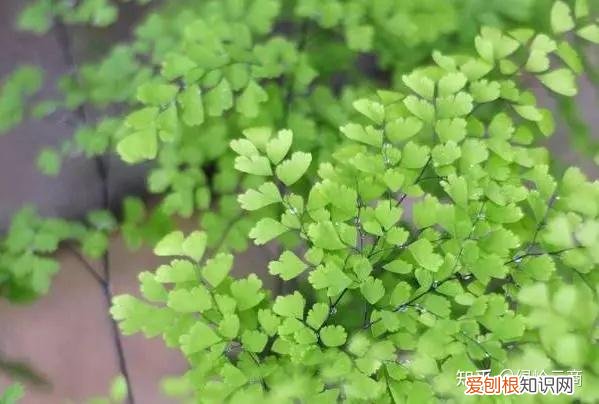 盆栽花卉养护，经验| 30种常见花卉养护大全