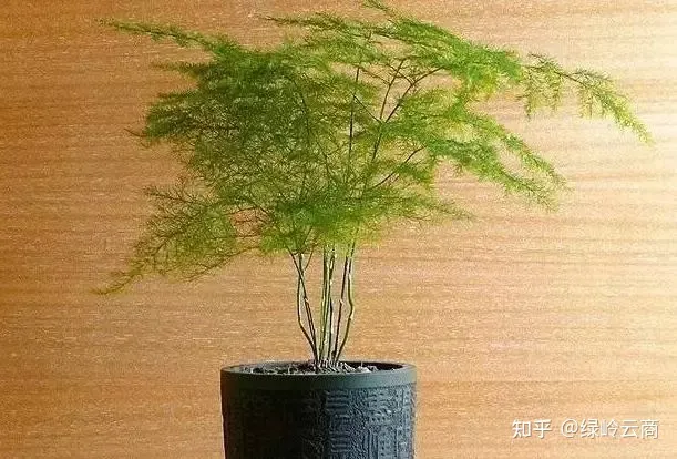 盆栽花卉养护，经验| 30种常见花卉养护大全