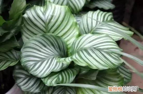 盆栽花卉养护，经验| 30种常见花卉养护大全