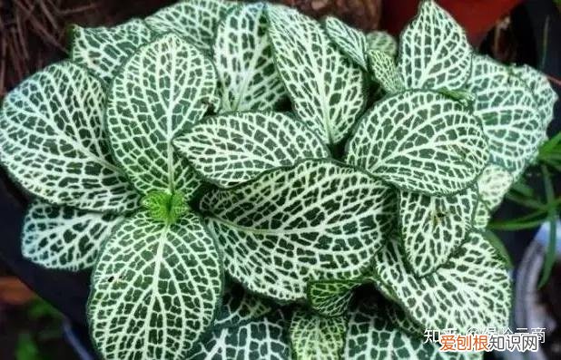 盆栽花卉养护，经验| 30种常见花卉养护大全