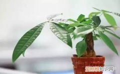 盆栽花卉养护，经验| 30种常见花卉养护大全