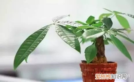 盆栽花卉养护，经验| 30种常见花卉养护大全