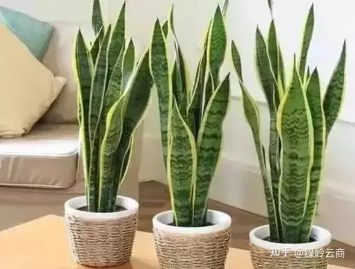 盆栽花卉养护，经验| 30种常见花卉养护大全