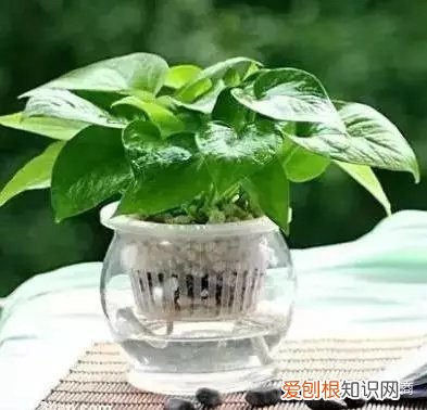 盆栽花卉养护，经验| 30种常见花卉养护大全