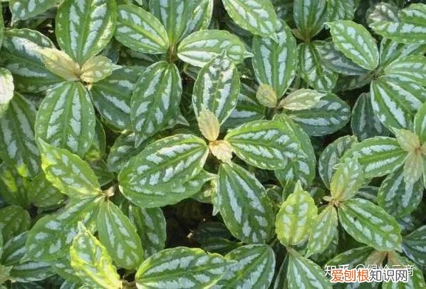 盆栽花卉养护，经验| 30种常见花卉养护大全