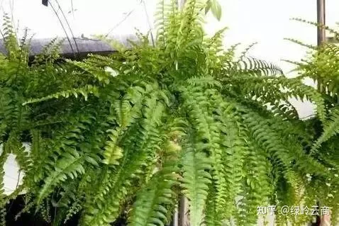 盆栽花卉养护，经验| 30种常见花卉养护大全
