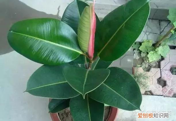 盆栽花卉养护，经验| 30种常见花卉养护大全
