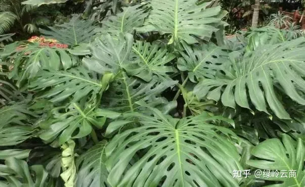 盆栽花卉养护，经验| 30种常见花卉养护大全