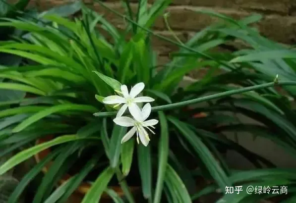 盆栽花卉养护，经验| 30种常见花卉养护大全