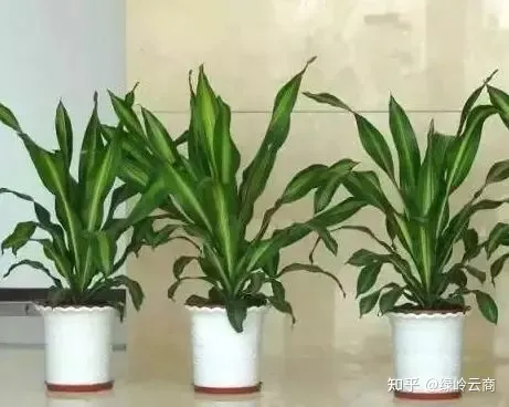 盆栽花卉养护，经验| 30种常见花卉养护大全