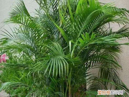盆栽花卉养护，经验| 30种常见花卉养护大全