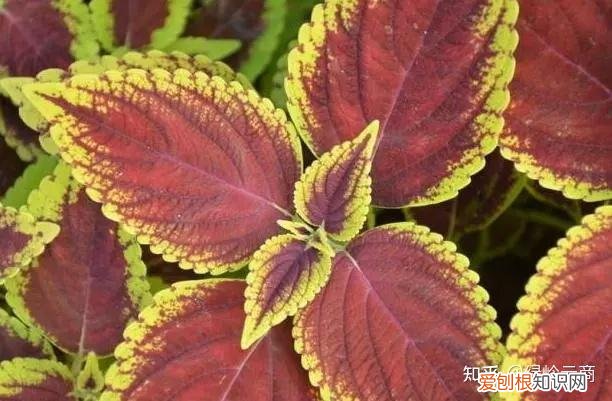 盆栽花卉养护，经验| 30种常见花卉养护大全