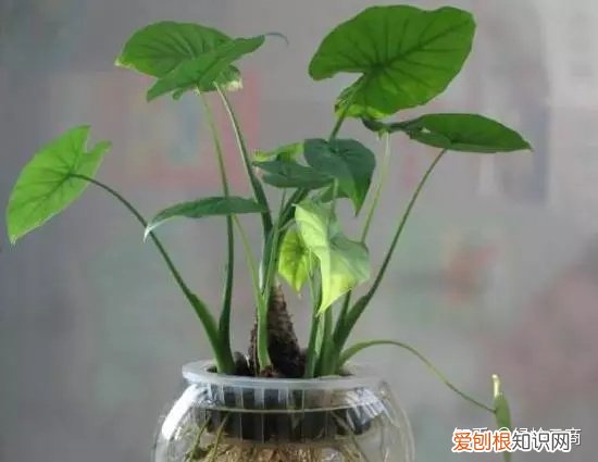 盆栽花卉养护，经验| 30种常见花卉养护大全