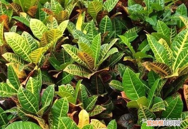 盆栽花卉养护，经验| 30种常见花卉养护大全