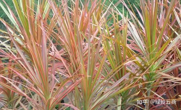 盆栽花卉养护，经验| 30种常见花卉养护大全