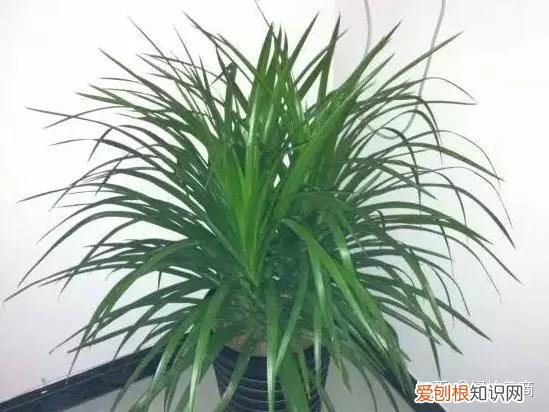 盆栽花卉养护，经验| 30种常见花卉养护大全