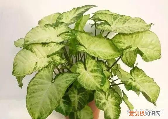 盆栽花卉养护，经验| 30种常见花卉养护大全