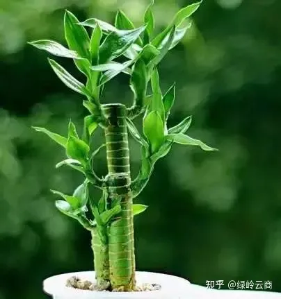 盆栽花卉养护，经验| 30种常见花卉养护大全