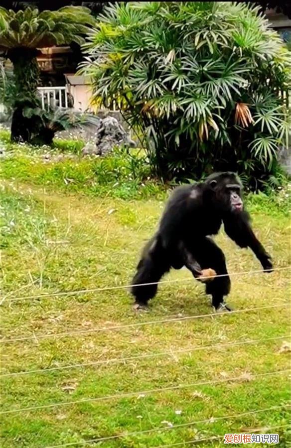你也被丢掉了吗,评论丨“丢那猩”独臂猴走红,善待动物理解它们不被打扰的权利