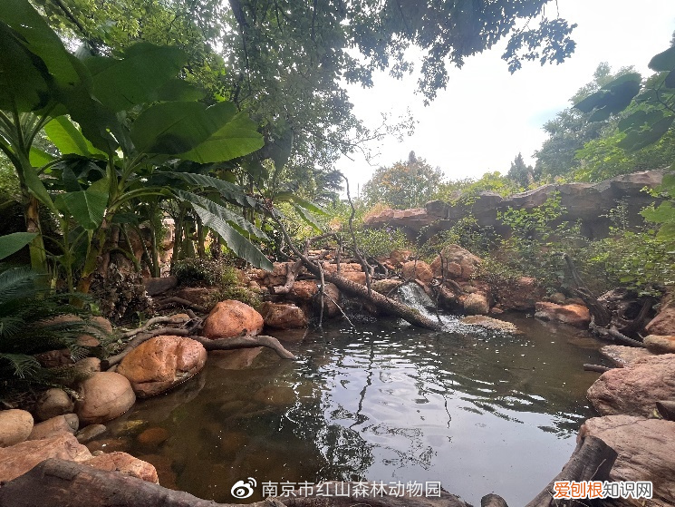 红山森林动物园有什么，红山动物园开直播，为了维生让豹子卖屁股？网友欲罢不能：多来点