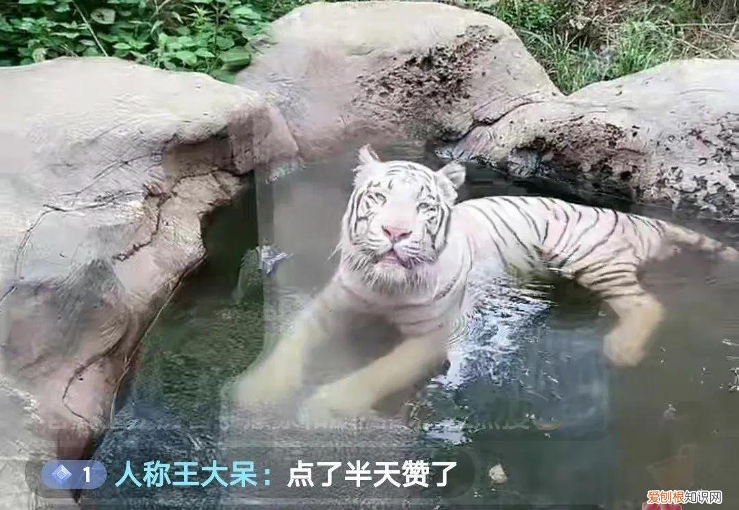 红山森林动物园有什么，红山动物园开直播，为了维生让豹子卖屁股？网友欲罢不能：多来点