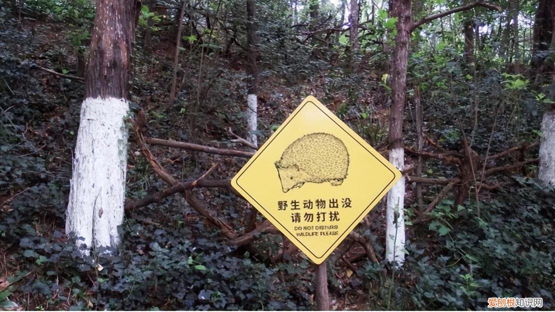 红山森林动物园有什么，红山动物园开直播，为了维生让豹子卖屁股？网友欲罢不能：多来点