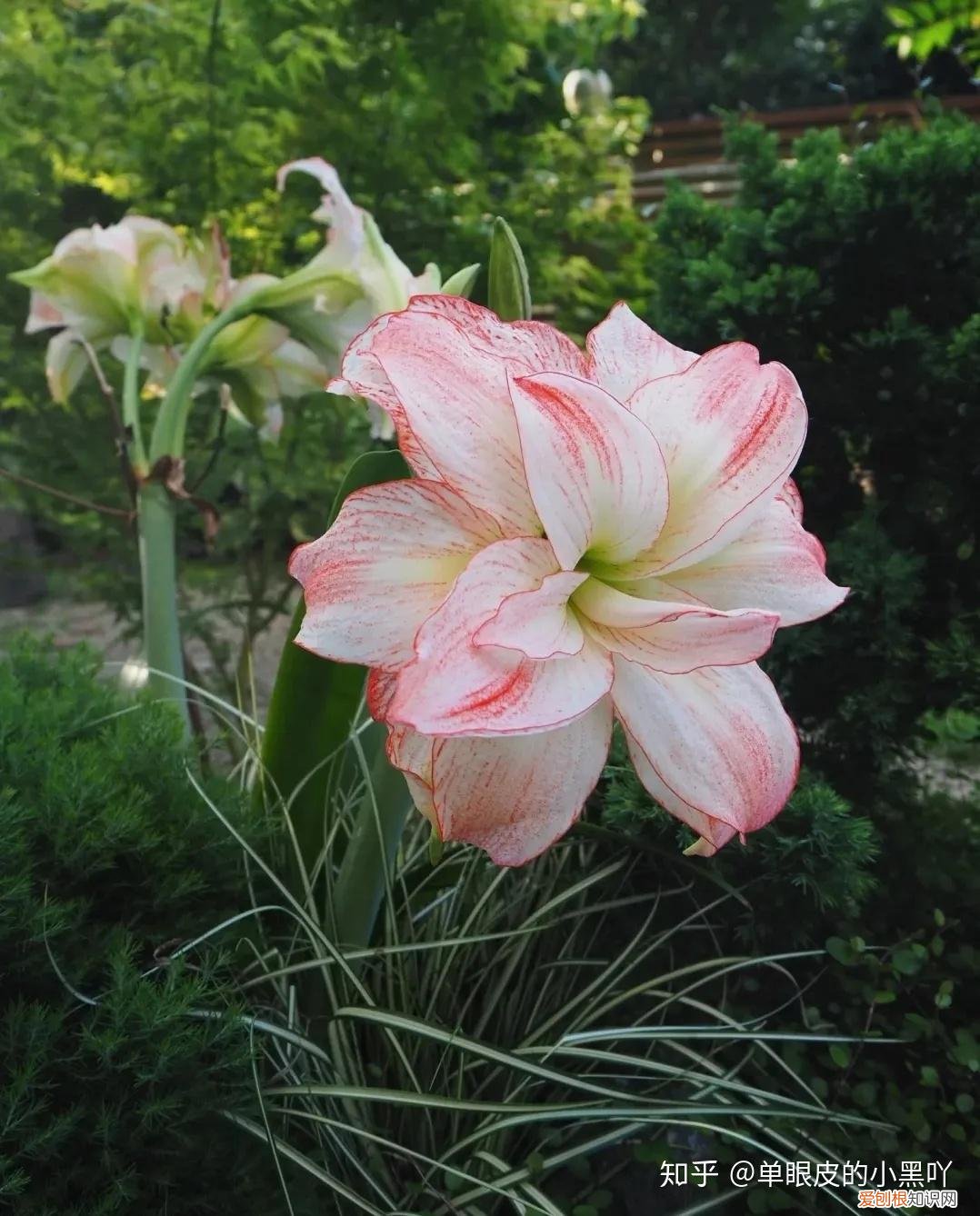 适合室内养殖的植物花卉有哪些，15种室内常见花卉的养护要点，小编养花多年的经验，赶紧收藏吧