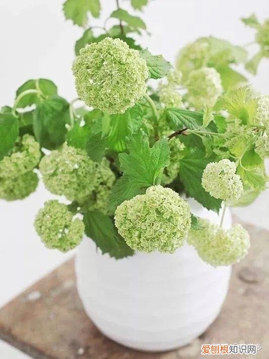鲜花养护小常识，爱花必收藏！常见鲜花的养护方法，轻松延长花期