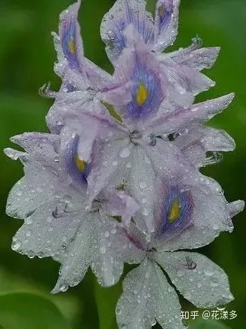 鲜花养护小常识，爱花必收藏！常见鲜花的养护方法，轻松延长花期
