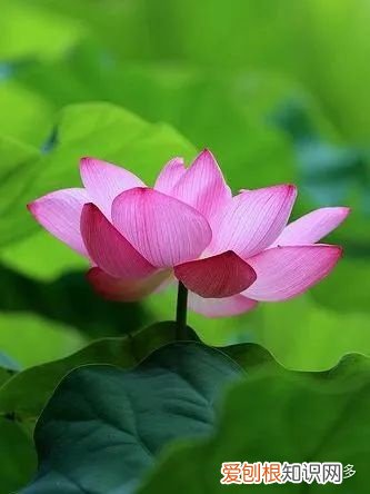 鲜花养护小常识，爱花必收藏！常见鲜花的养护方法，轻松延长花期