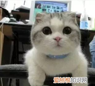 新晋铲屎官一枚,铲屎官排行榜,谁依旧在霸居榜单?