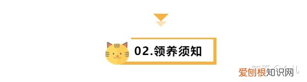 关于宠物领养的公众号，宠物领养主题的微信公众号图文排版有哪些技巧？