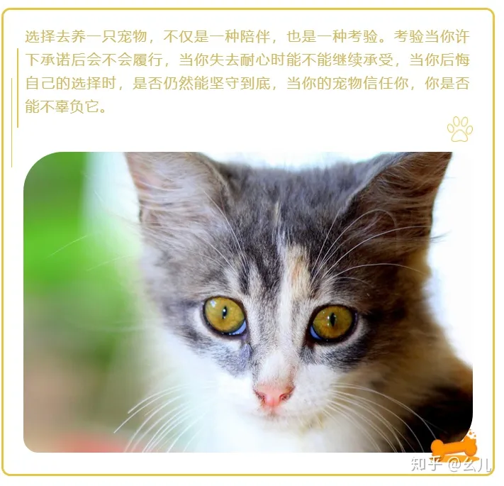 关于宠物领养的公众号，宠物领养主题的微信公众号图文排版有哪些技巧？