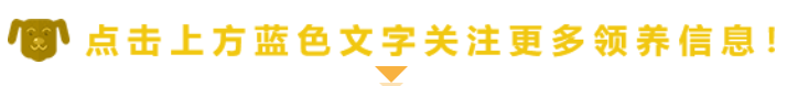 关于宠物领养的公众号，宠物领养主题的微信公众号图文排版有哪些技巧？