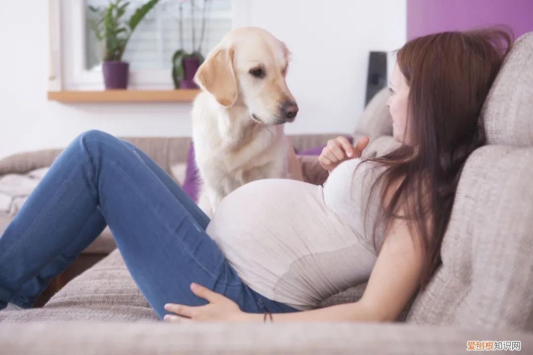 狗鼻子有多优秀？功能强大到直呼神奇！，狗的鼻子有什么功能