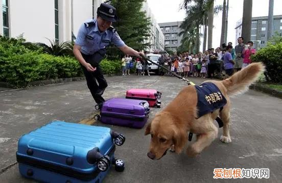 狗鼻子有多优秀？功能强大到直呼神奇！，狗的鼻子有什么功能