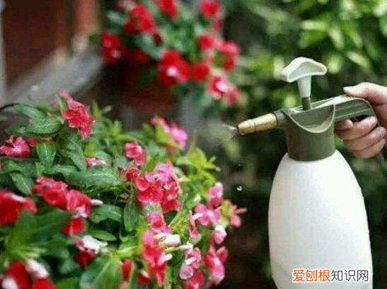 不会养死的花，害怕把花养死了？教你“5招”，打好基础什么都能养好