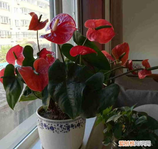 不会养死的花，害怕把花养死了？教你“5招”，打好基础什么都能养好