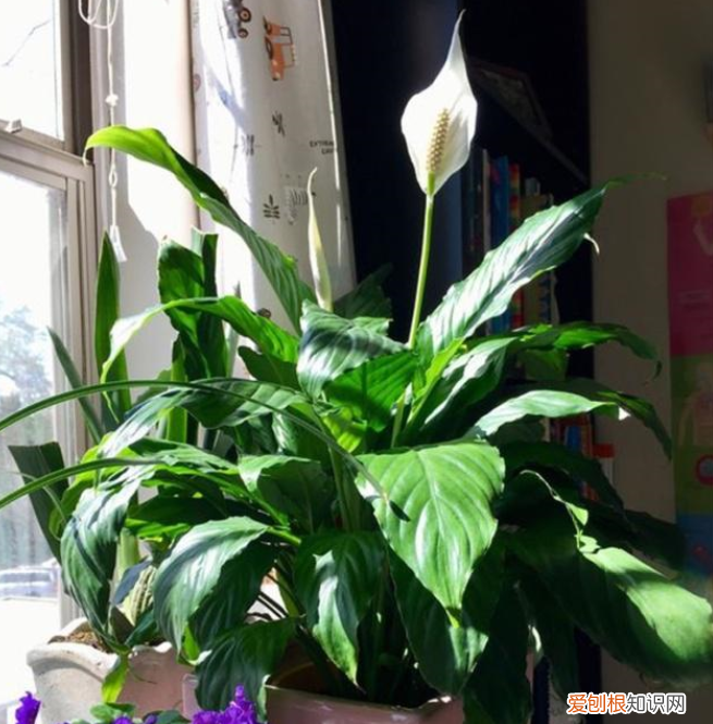 不会养死的花，害怕把花养死了？教你“5招”，打好基础什么都能养好